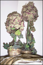 Prim Single Ball Hydrangea & English Ivy Topiary